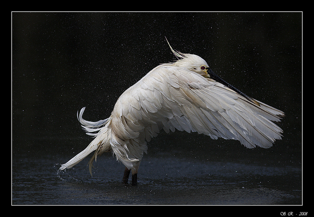 Spatola  al .......bagno