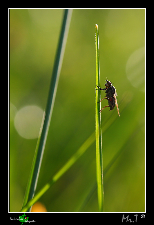 Tra l'erba....parte II...geometrie