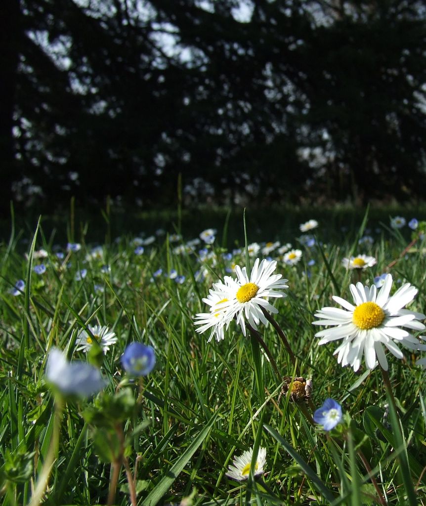 margherite e occhietti della madonna