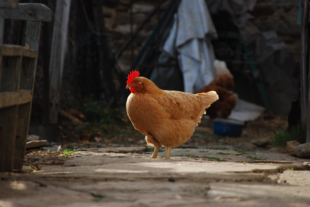Il leone e la gallina
