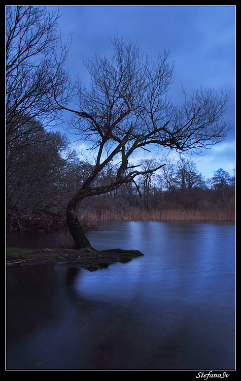 L'albero incantato...