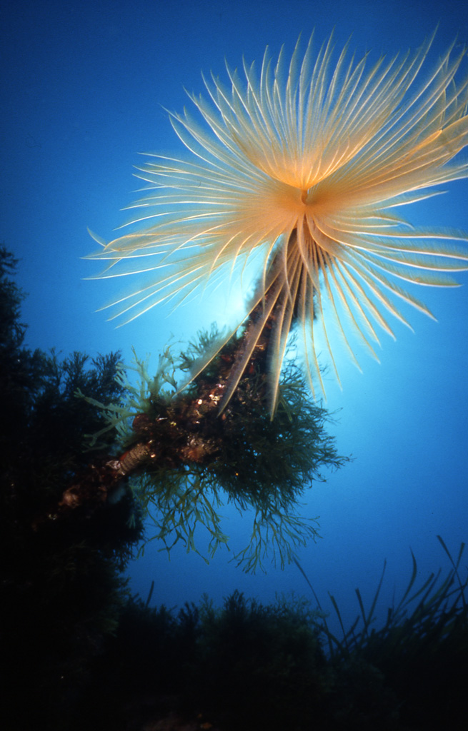 Spirografo Spallanzani