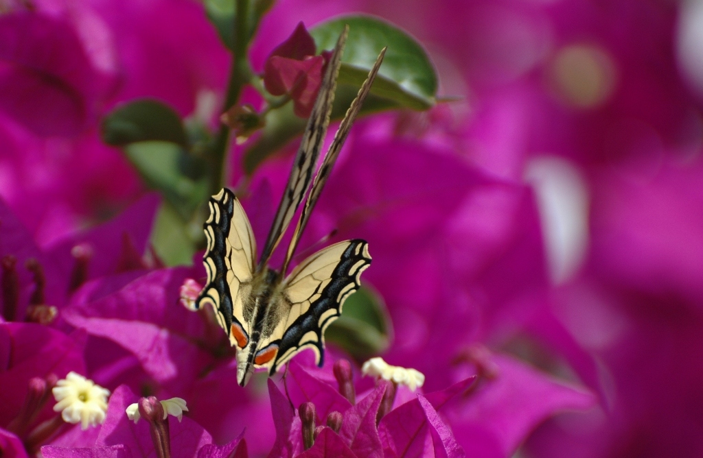 Citera Island's Butterfly
