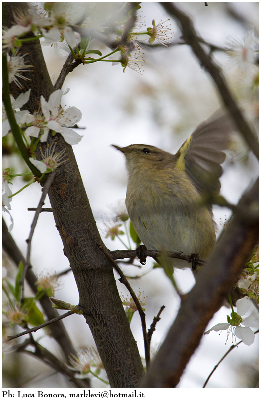 piccolo amico vola via...