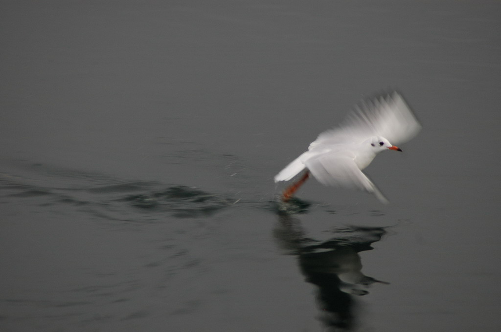 Gabbiano - Neuchatel - Svizzera