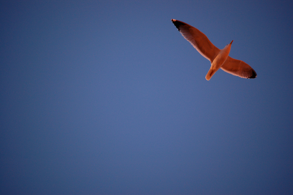 Volando Via