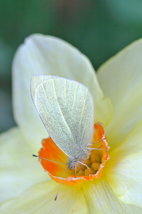 Non mi tornano i petali