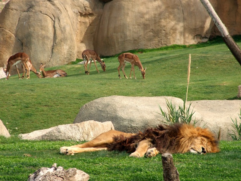 Quando il gatto dorme...