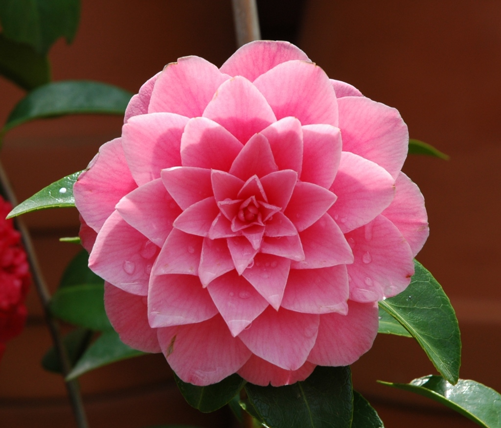 Fiore di Camelia