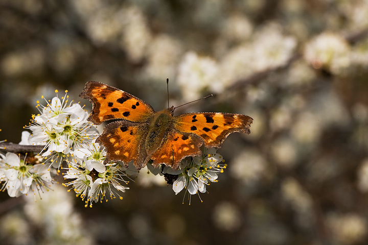 Non dovrebbe mai succedere