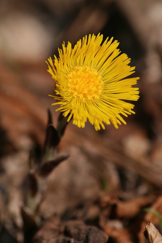 Tussilago farfara