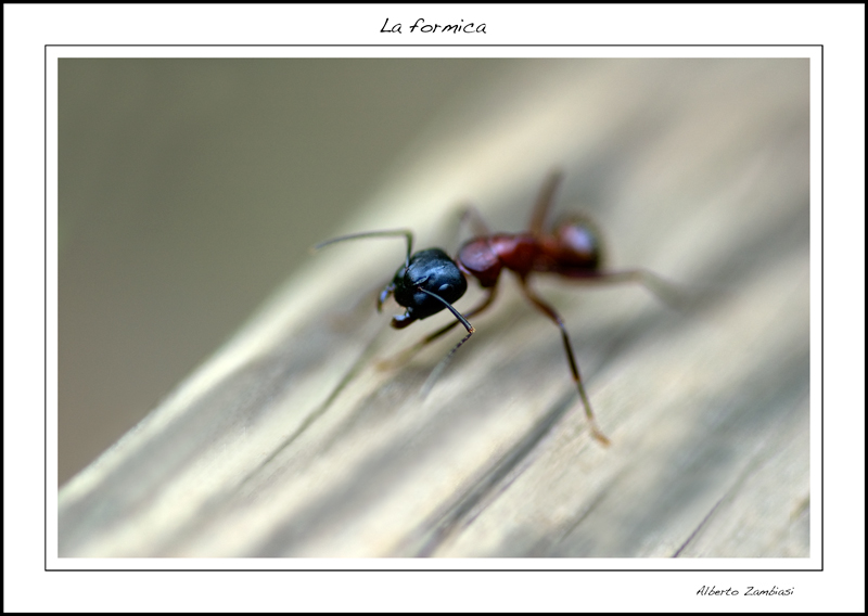 La formica
