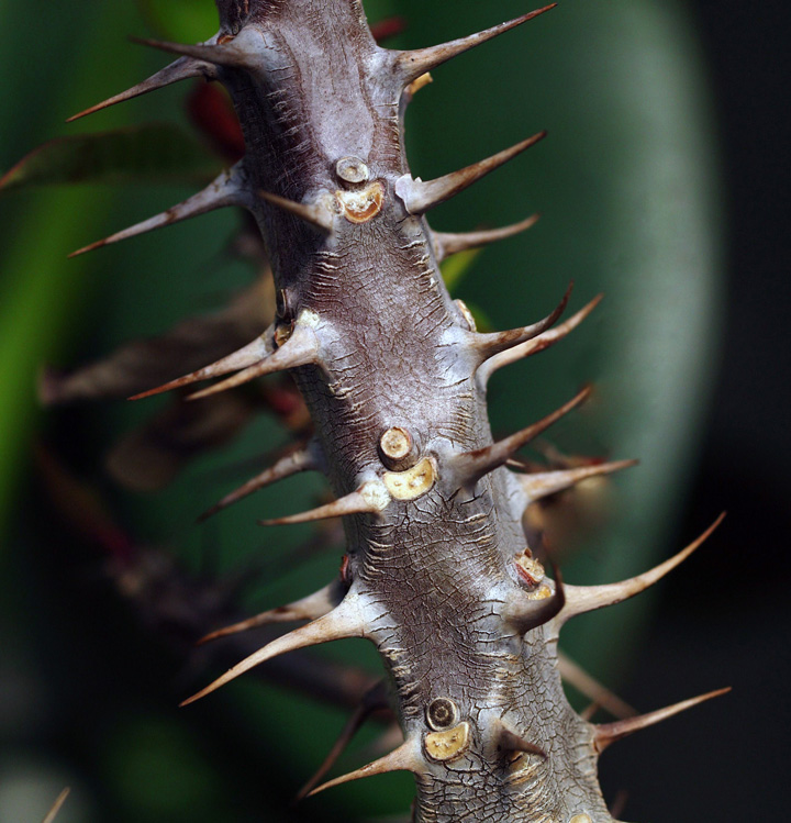 niente rose....solo spine!