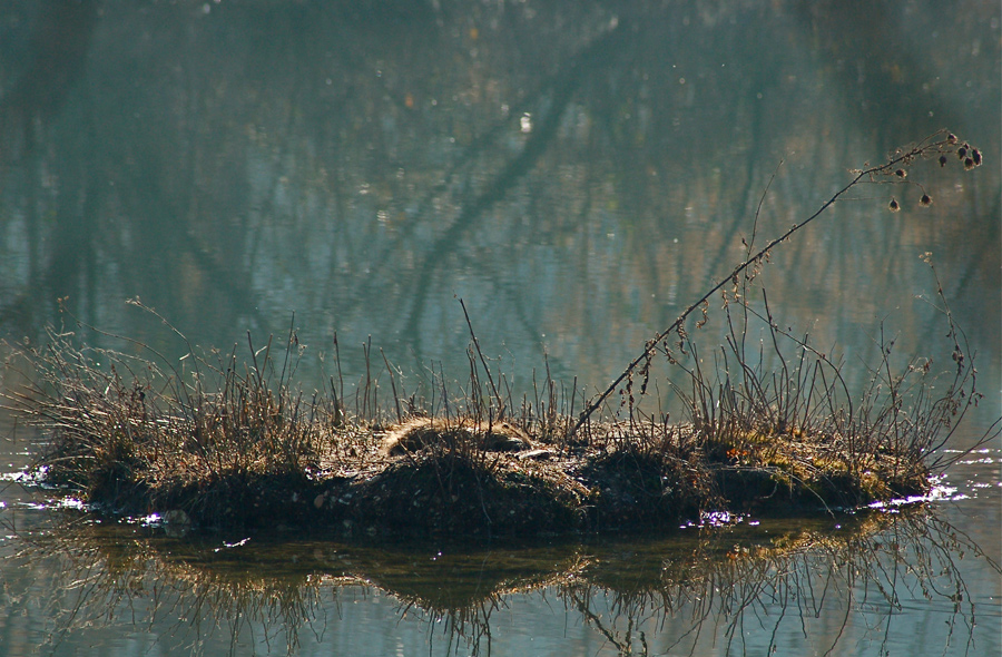 Il sonno della giovane nutria