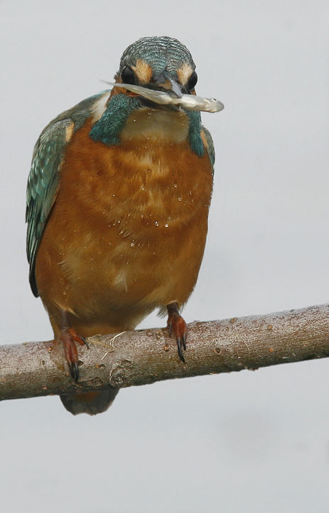 Renzo-Incredibilmente Martin