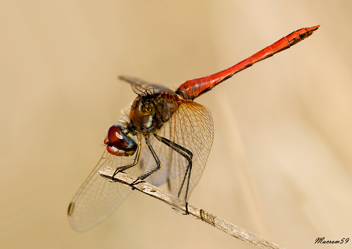 Simpetrum fonscolombii ... classica