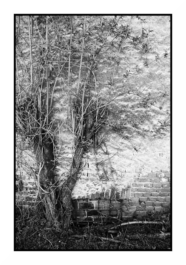 Bianco & Nero con mattoni, intonaco e rampicante