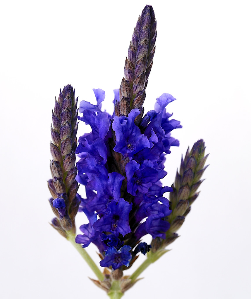 Lavanda Pinnata