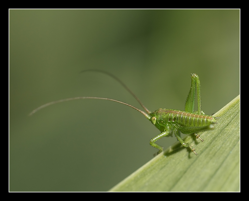 Tettigonia viridissima