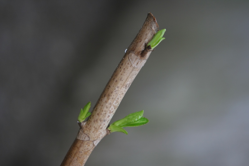 Accenno di primavera