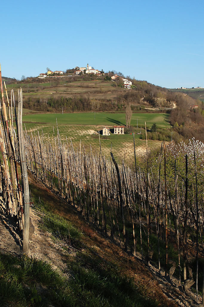 cissone ... dal vigneto in alta langa