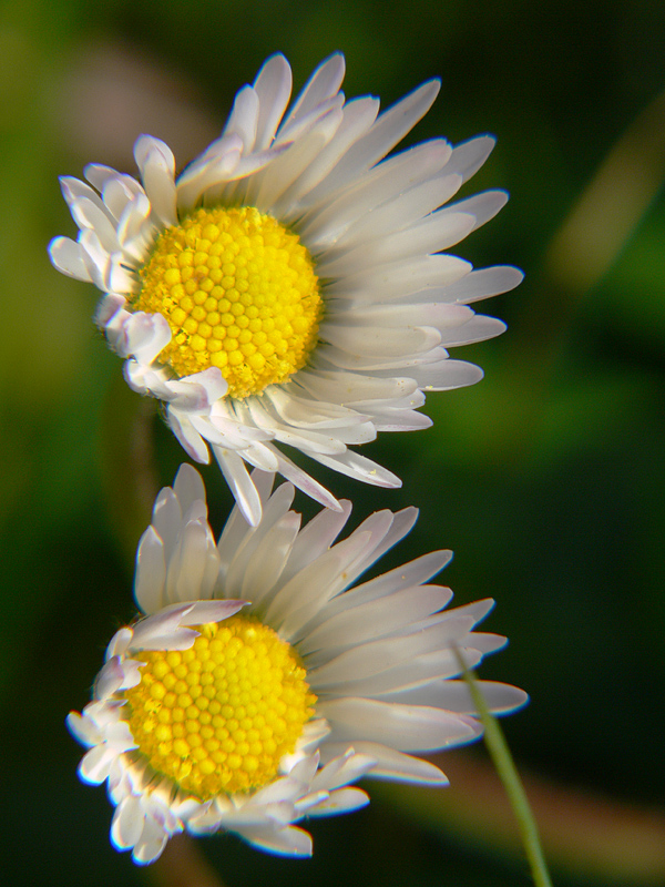 Mais ou sont les fleurs d'antan?