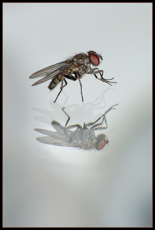 Mosca allo specchio