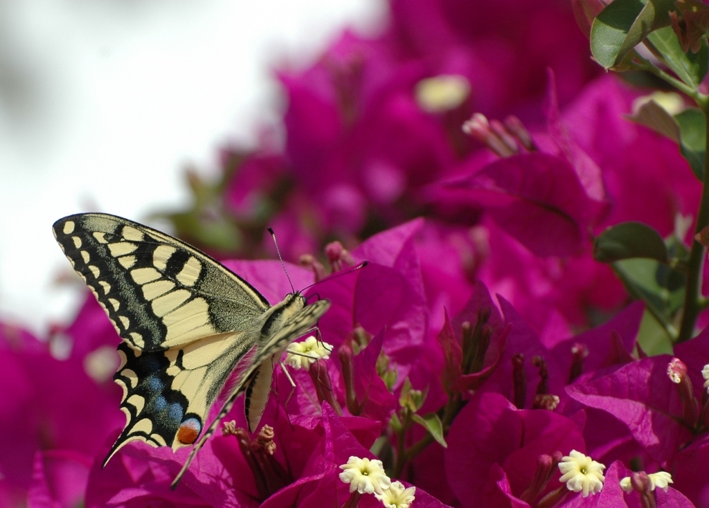 Altra versione del macaone