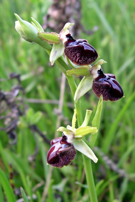 Ophrys sphegodes