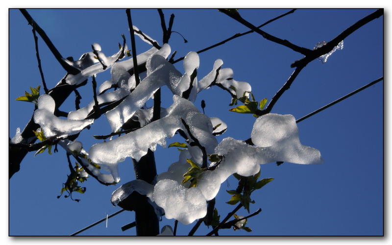 Bruchi che si sciolgono al sole