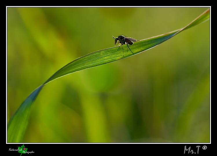 Tra l'erba....parte V...le montagne russe
