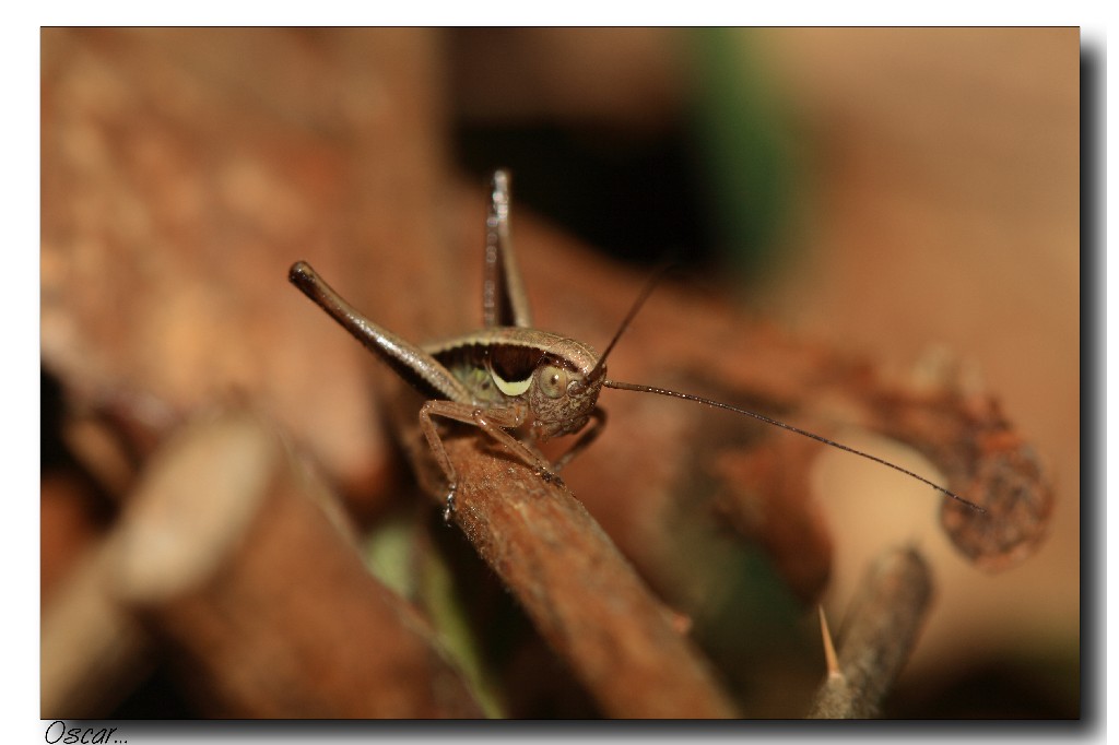 sempre salterello...