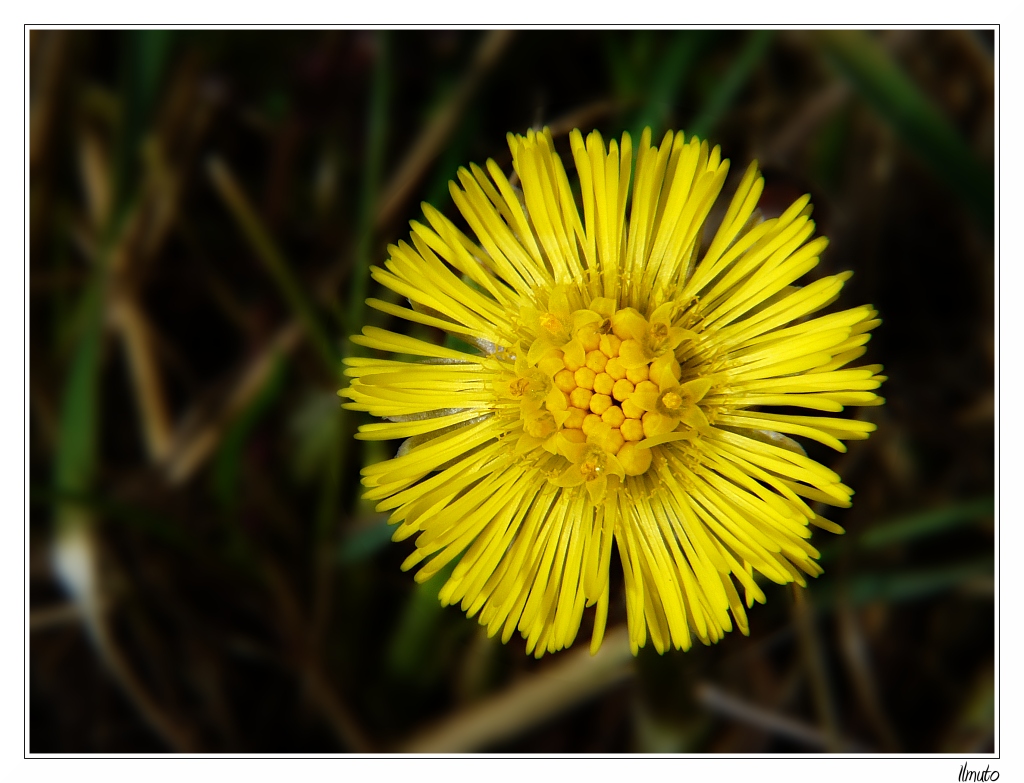 Tussilago Farfara