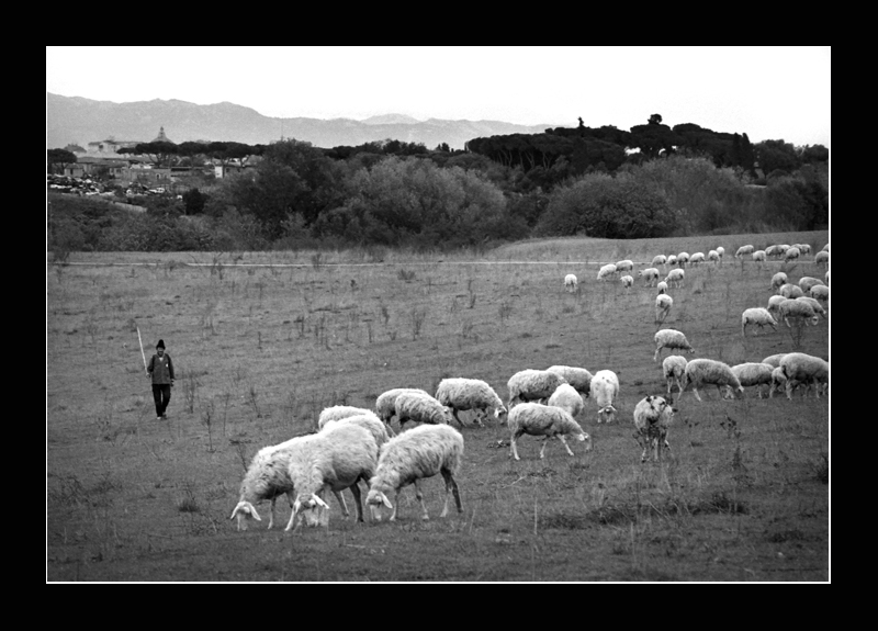 il pastore solitario (cugino del pescatore...)