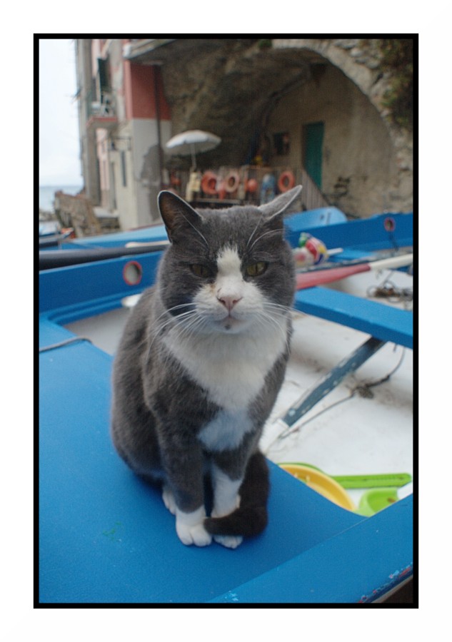 Una gattone delle Cinque Terre