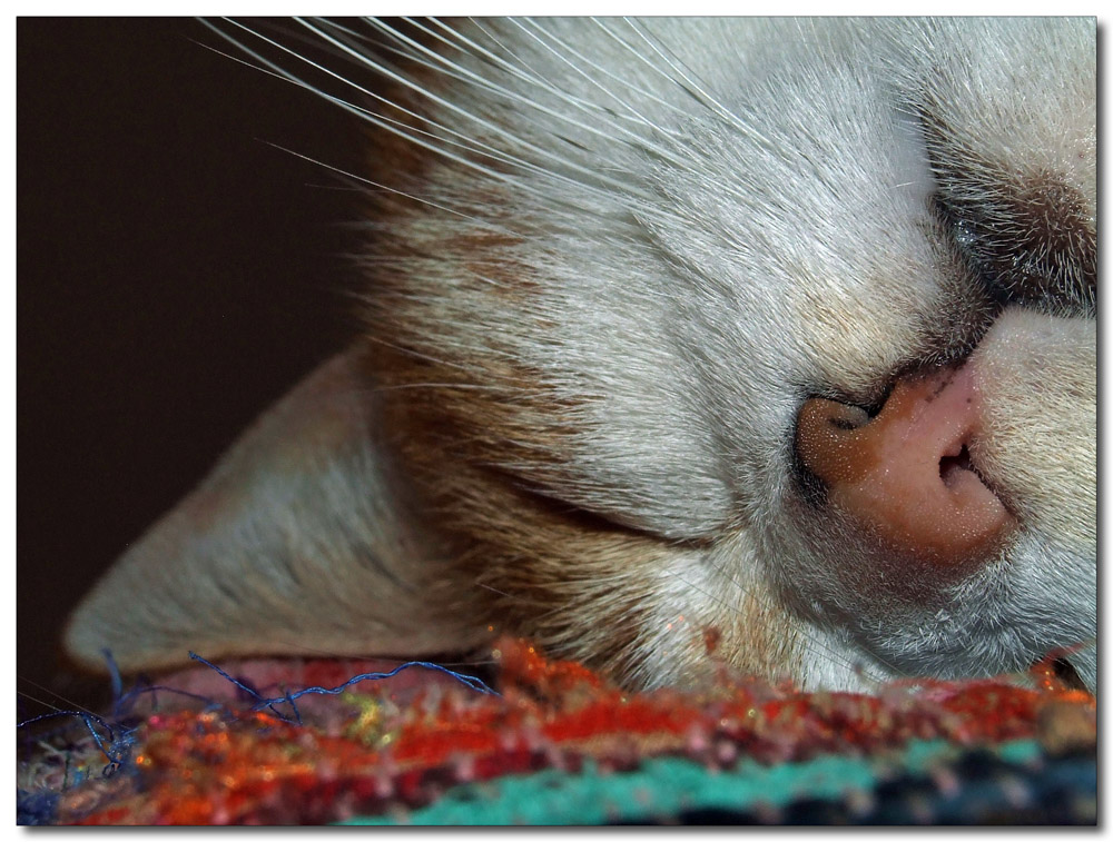 il riposo del guerrriero...