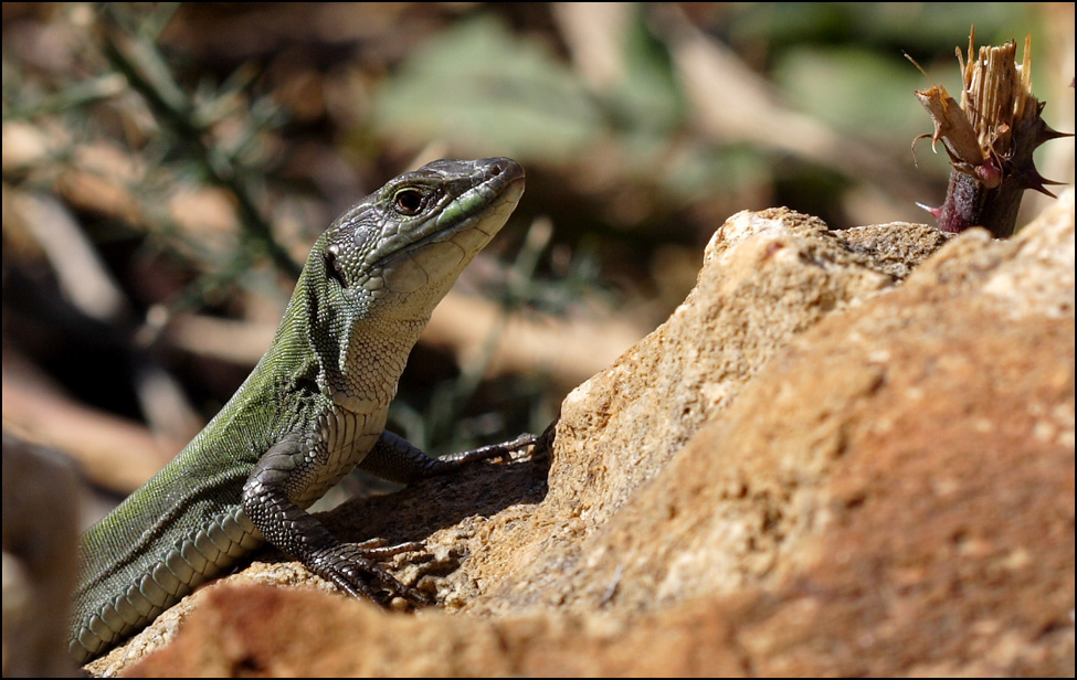 che avete da guardare?.....