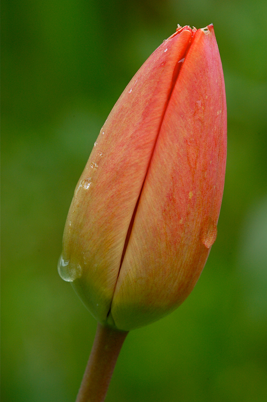 Bocciolo di tulipano dopo la pioggia