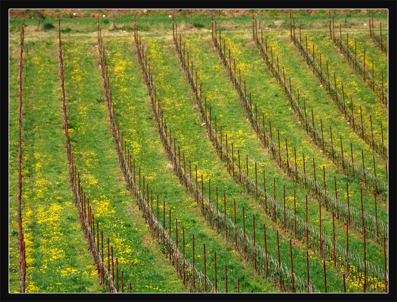 Distorsione da vigneto