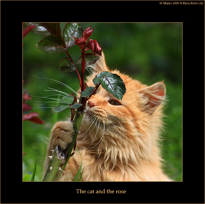 The cat and the rose