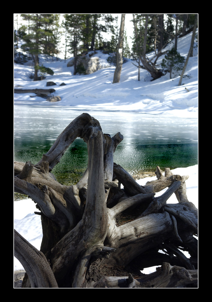 Radice sul lagoverde.