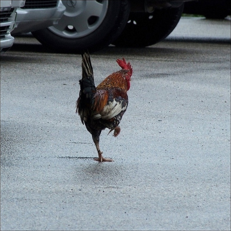 parcheggio con galletto