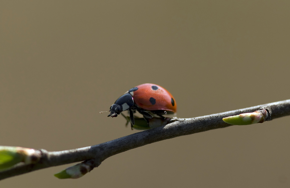 Coccinella