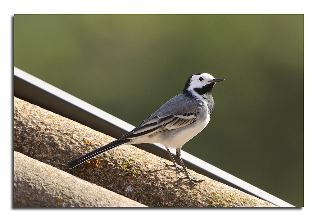 La ballerina sui tetti