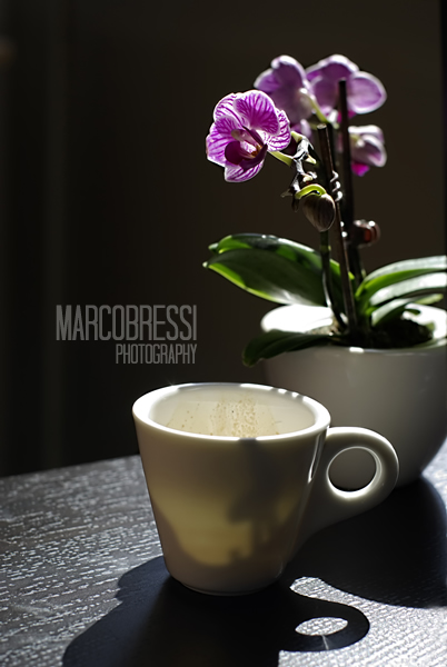 Mini orchidea al mattino