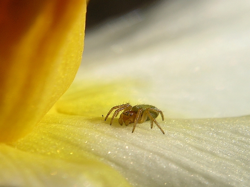 Ragnetto sul narciso