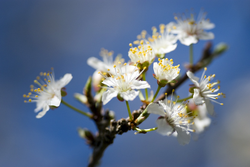 Rametto di prugno in fiore