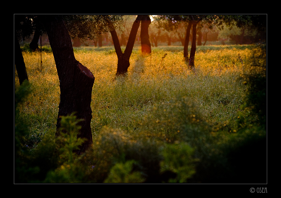 Trees #2