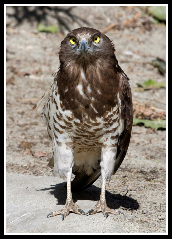 sguardo veramente truce......