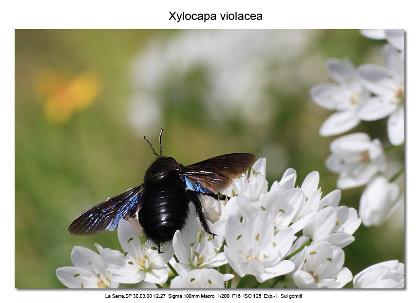 Xilocapa violacea
